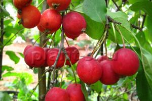 Иммунные сорта яблони Естественные карликовые яблони