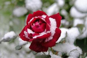 Уход за розами и многолетниками осенью, подготовка к зиме Окучивание роз осенью