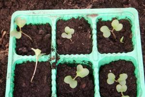 Можно ли выращивать капусту без пикировки и для чего она нужна