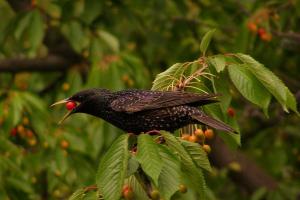 Как защитить ягодные кусты от птиц?