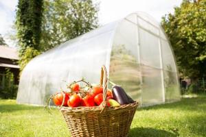 Что посадить в теплице вместе с помидорами для хорошего урожая?